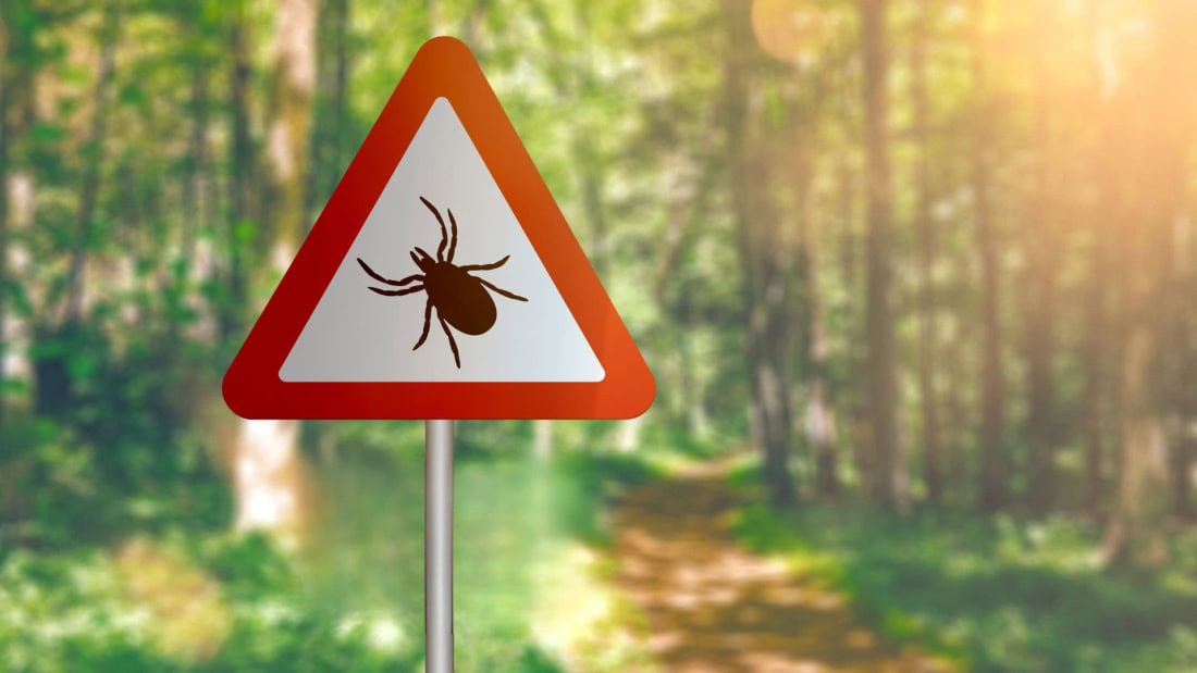 Pathogenic tick on a forest road, tick bite prevention and treatment.